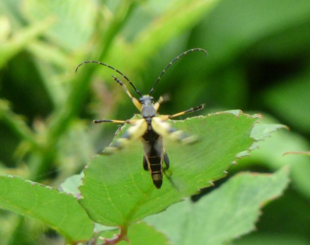 Cerambycidae: Rutpela maculata